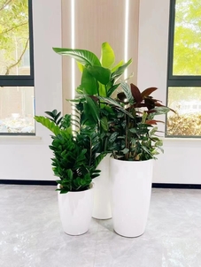 鄞州绿植租摆服务超贴心，你不能错过！